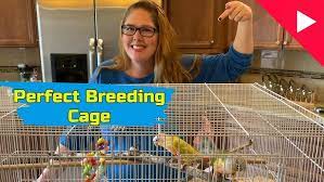 A Beginner’s Guide to Bird Cages
