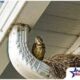 How to keep Birds out of your Roof’s Gutters