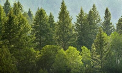 How Fast do Pine Trees Grow?